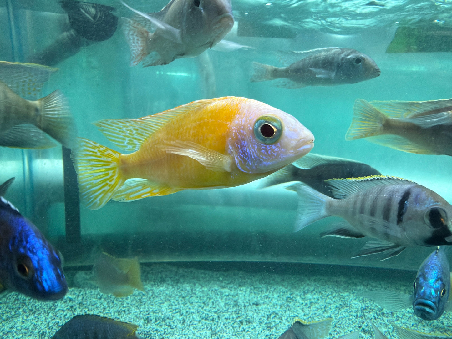 Cichlid taïwanais (Protomelas sp. "Steveni Taiwan")