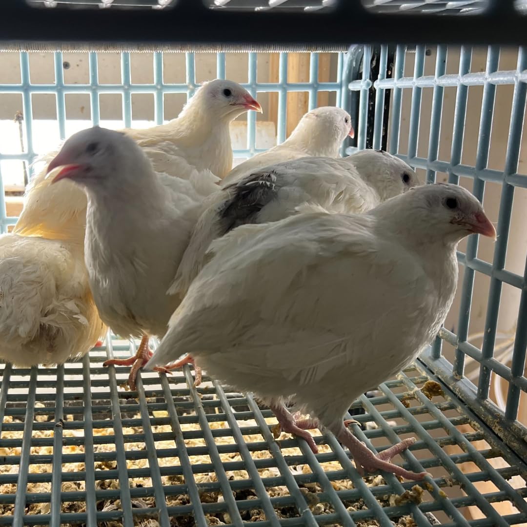 Huevos de gallina para incubar gigantes, colores variados a elección del criador