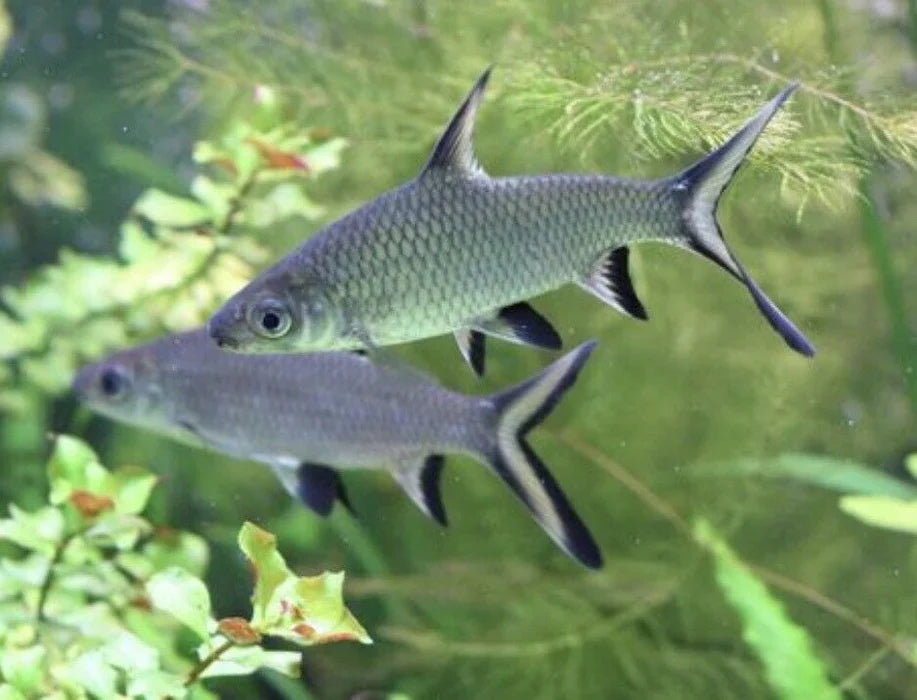Tiburón Tricolor