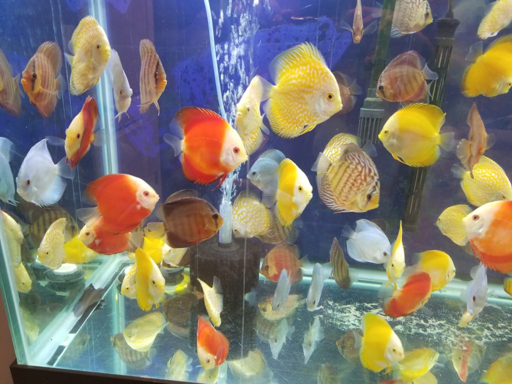 Yellow Pigeon Blood Discus