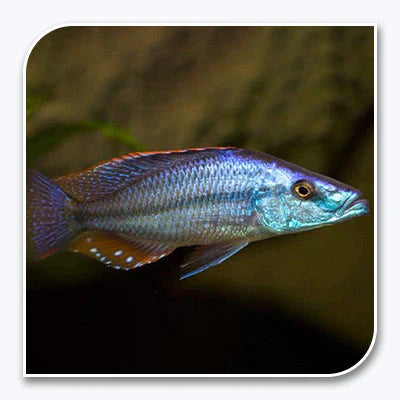 Cíclido Mbuna de Roca – Cíclido Africano Oriental Compressiceps
