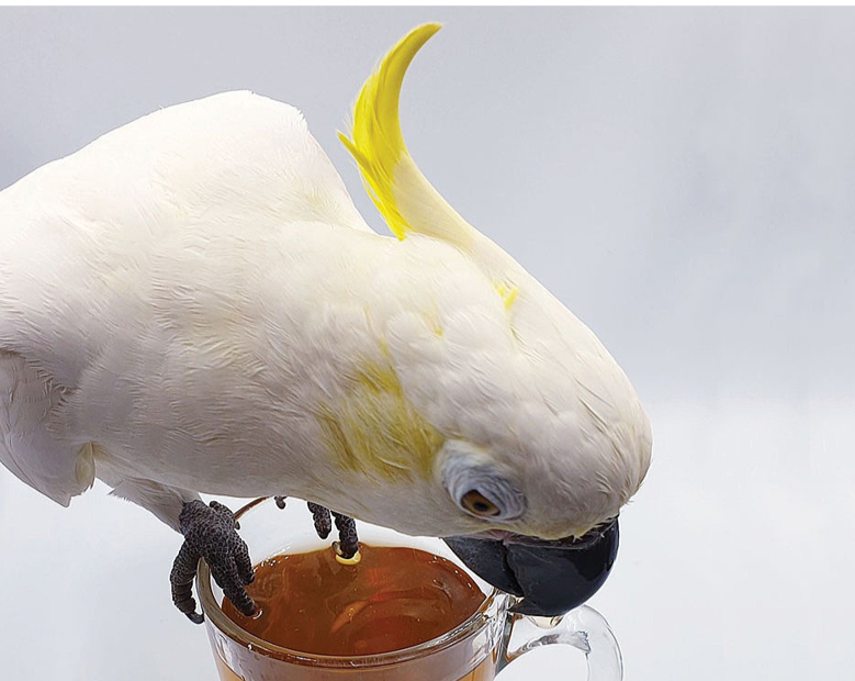Paquete de Té de Loro