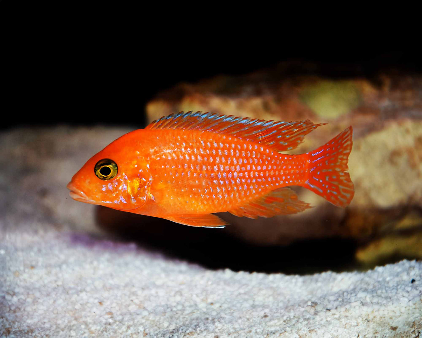 Cebra Roja