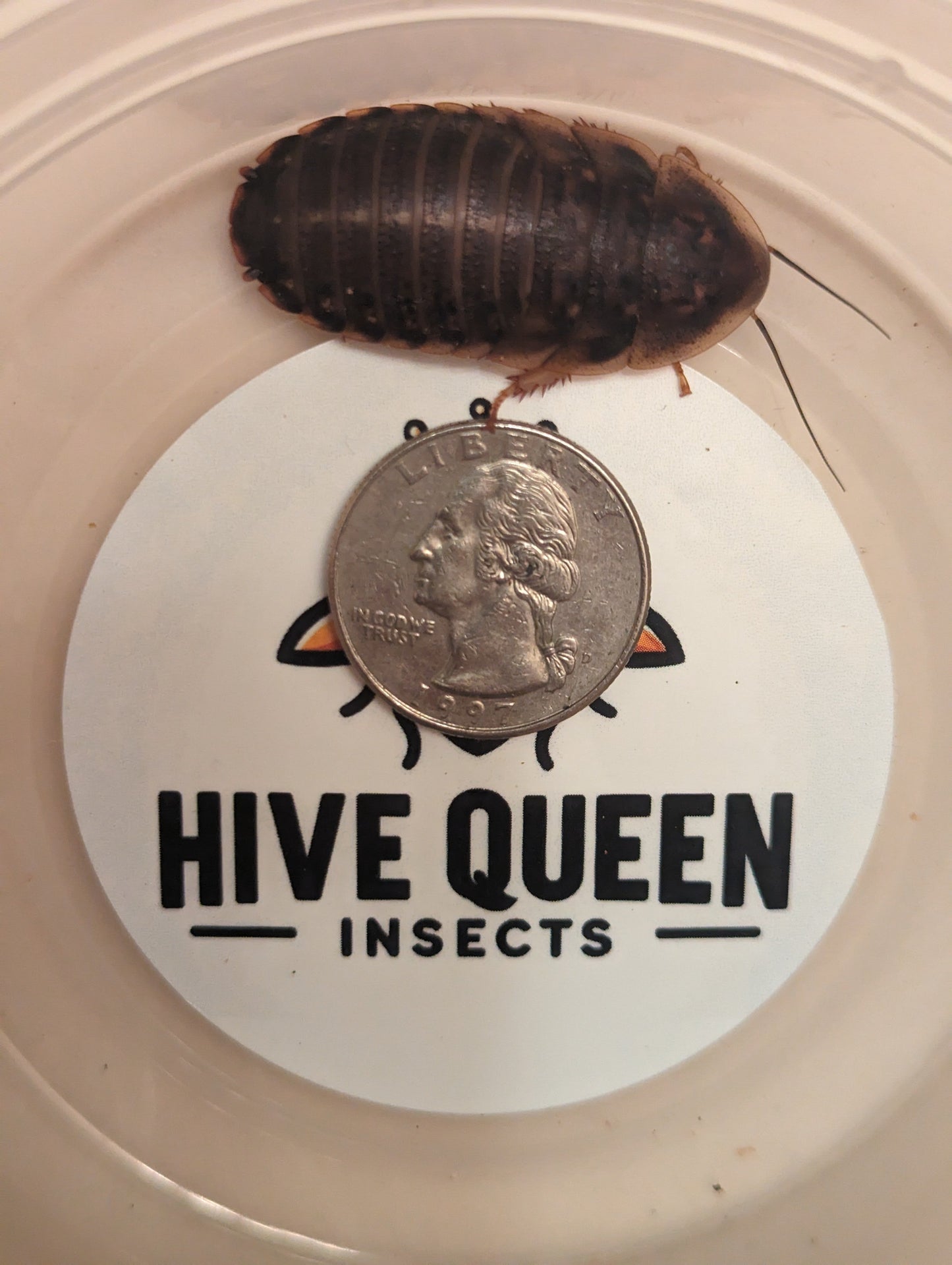 Cucarachas Dubia Orgánicas Vivas