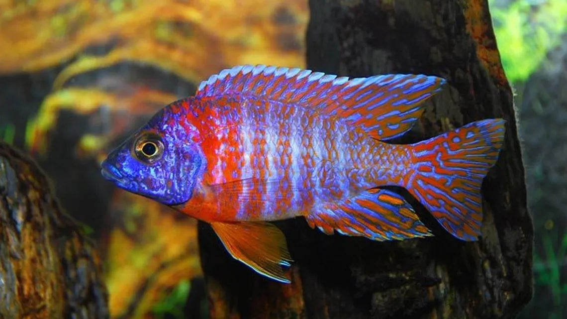 Cíclido Pavo Real Rojo