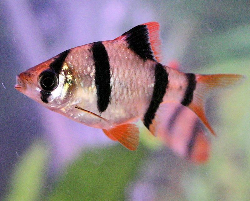 Barbo tigre aleta roja