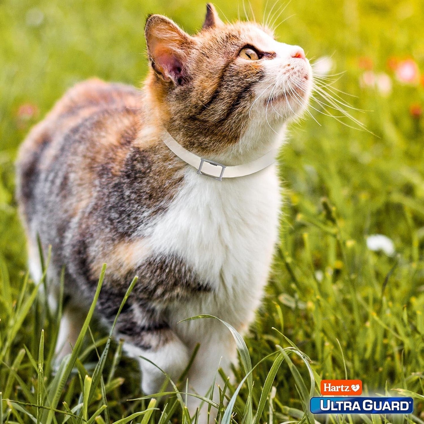 Protege a tu amigo felino con el collar antipulgas y garrapatas Hartz Ultraguard - Aroma fresco y protección duradera para gatos y gatitos