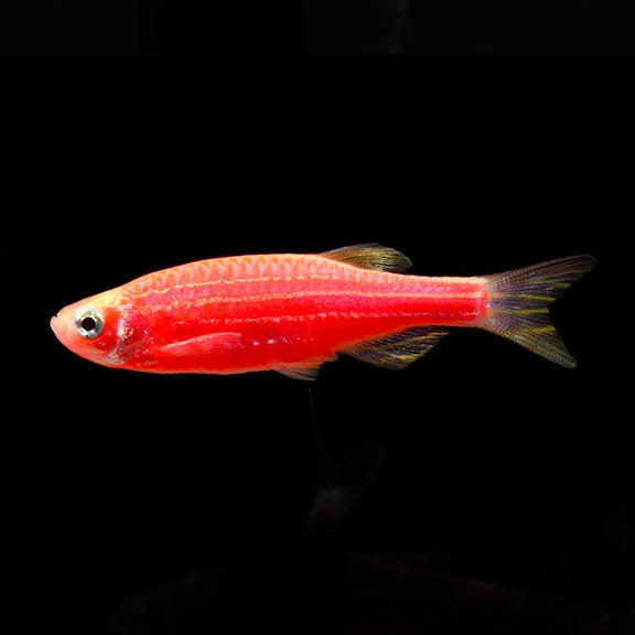 Danios cebra
