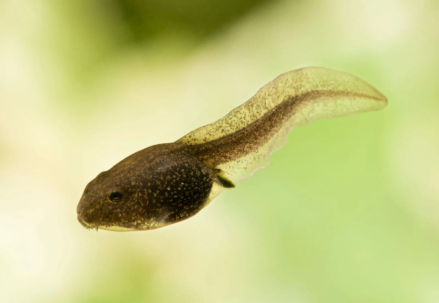 renacuajo
