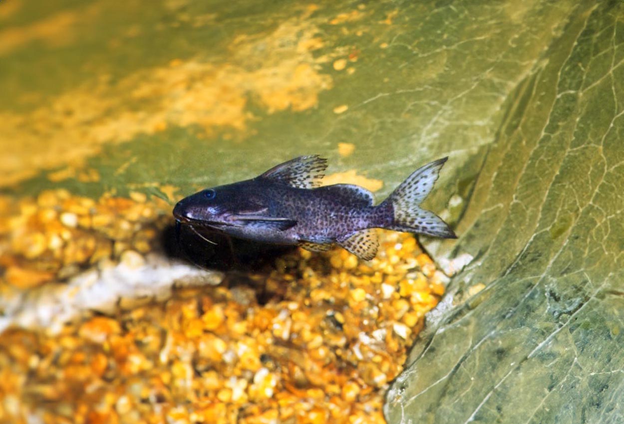 Synodontis nigrita