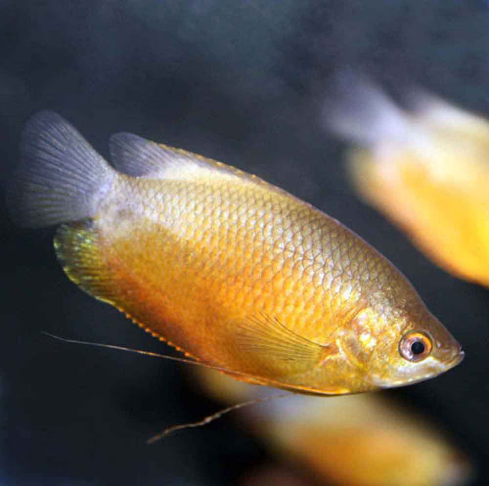 Gourami à lèvres épaisses (Trichogaster labiosa)