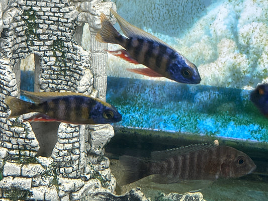 Cíclido de arrecife de Taiwán (Protomelas sp. "Steveni Taiwan")
