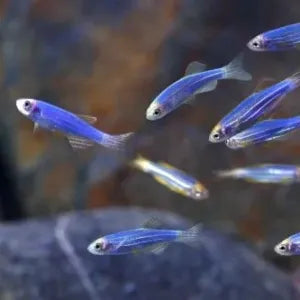 Danios cebra