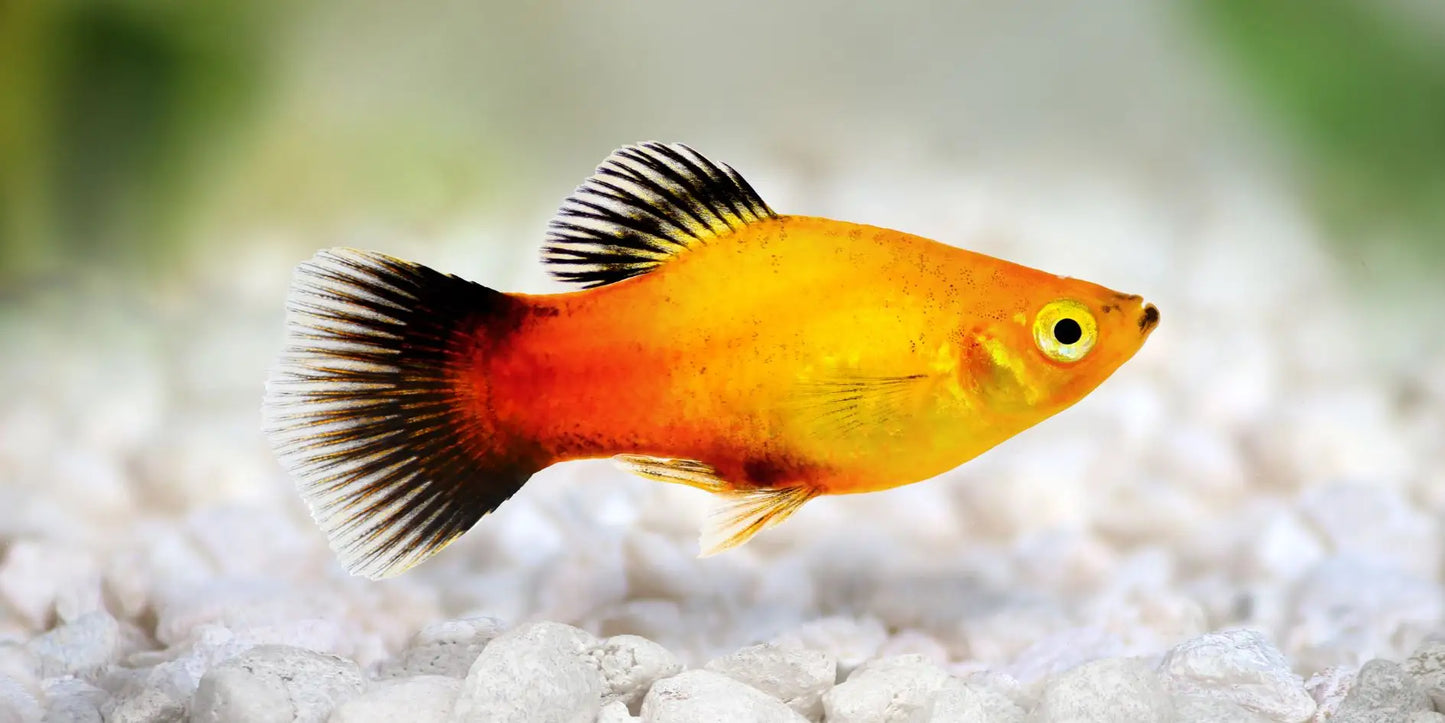 Platy Soleil Levant