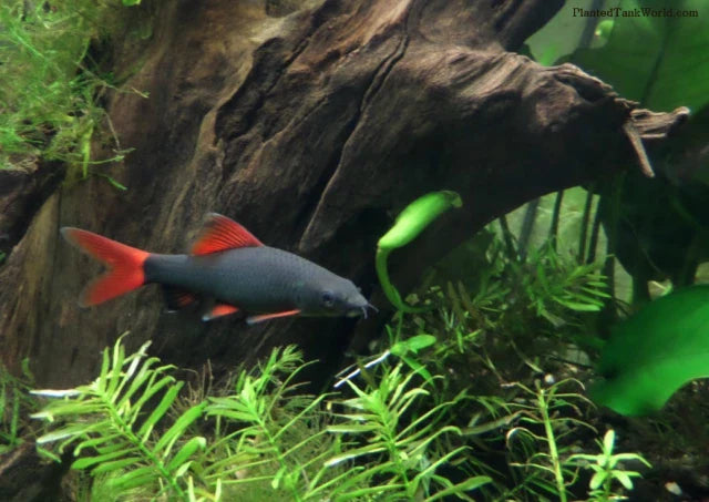 Tiburón cola roja 3”
