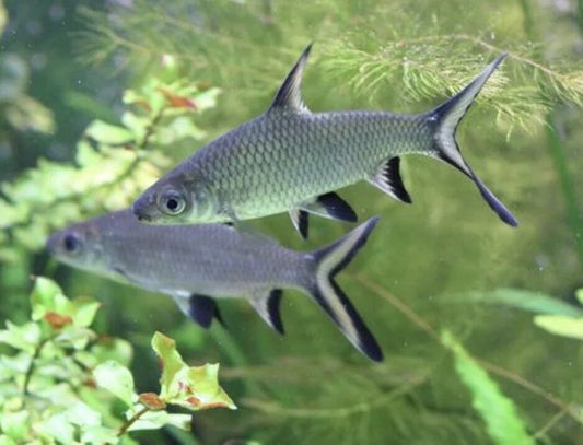 Tri Color Shark