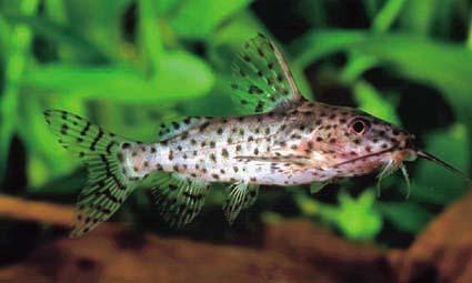Sinodontis nigrita