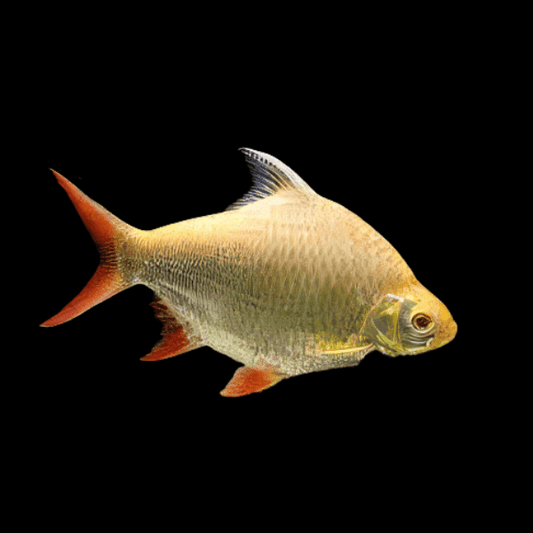 Barbo albino de aleta roja (Redtail Tinfoil Albino Barb)