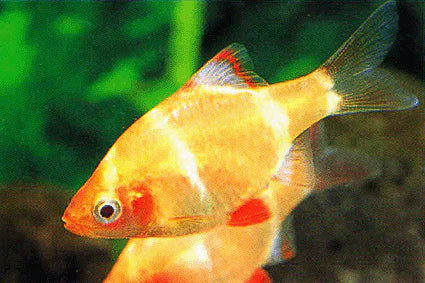 Barbino Tigre Albino