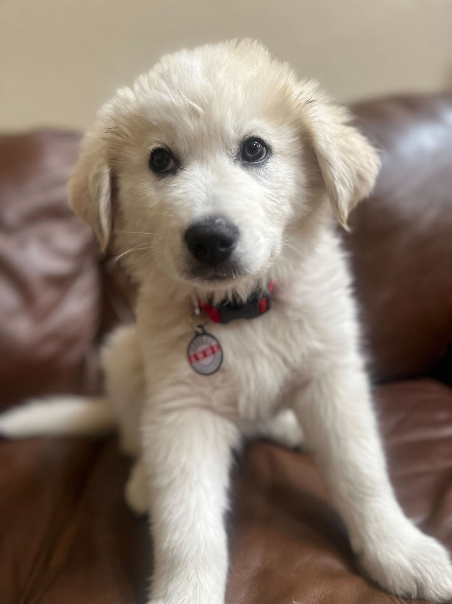 Etiqueta de identificación para mascotas PetHub QR – Ausente Sin Correa (AWOL)