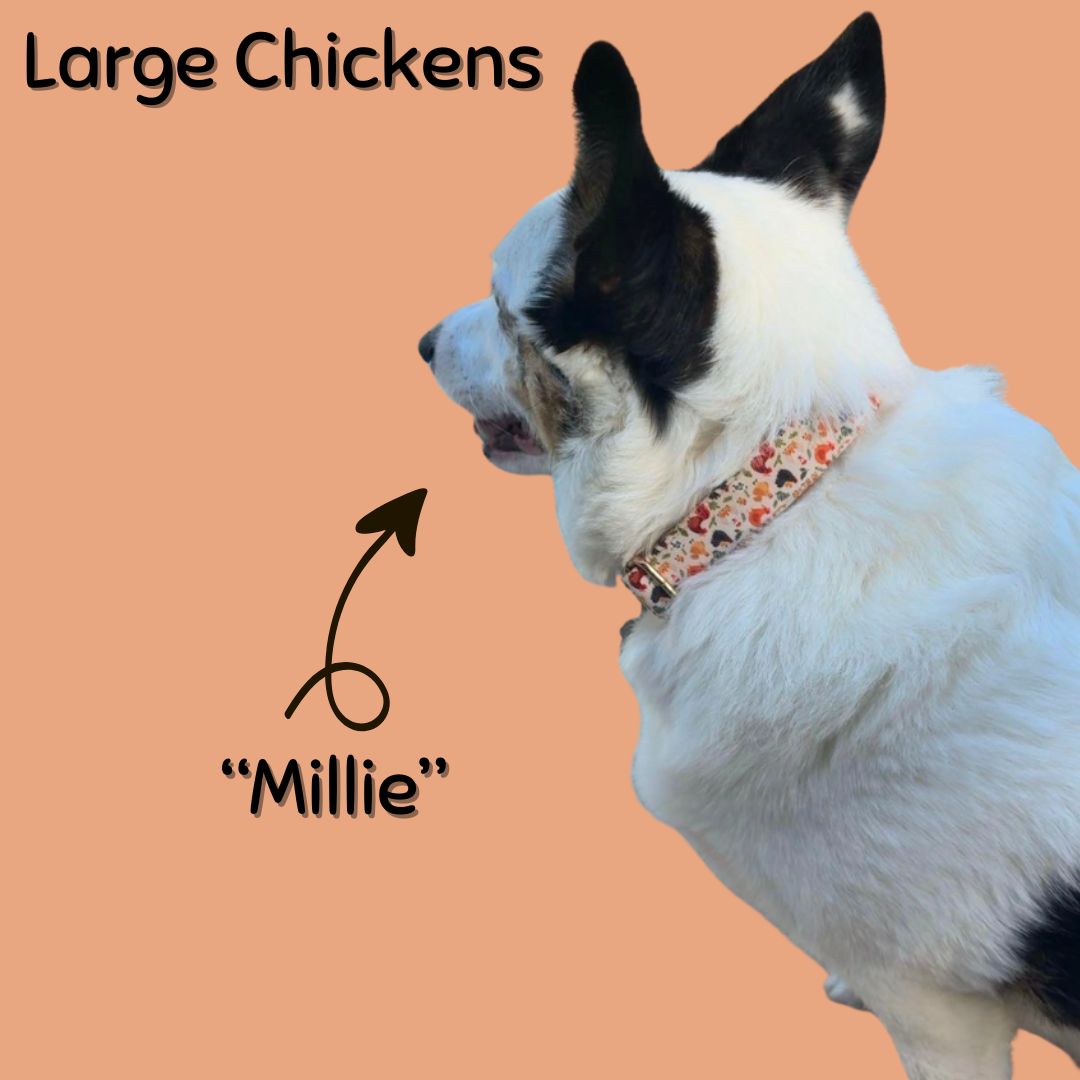 Collier pour chien Boop Town en coton doux – Anti-nœuds et noyau en nylon durable – Boucle à dégagement rapide en métal – Ajustable pour chiens de petite, moyenne et grande taille (XL) – Accents dorés