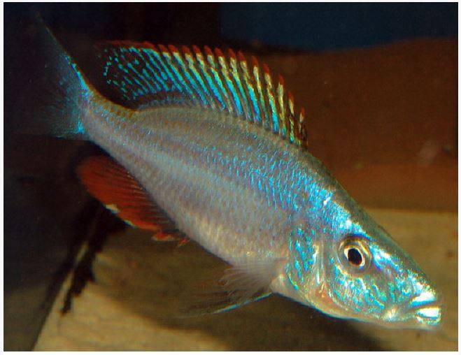 Cíclido Mbuna habitante de rocas - Cíclido africano oriental Compressiceps (Malawi Eyebiter)