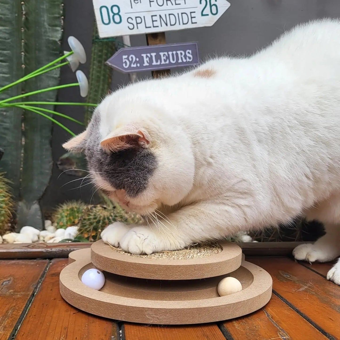 Purrfect Playtime Cat Pad