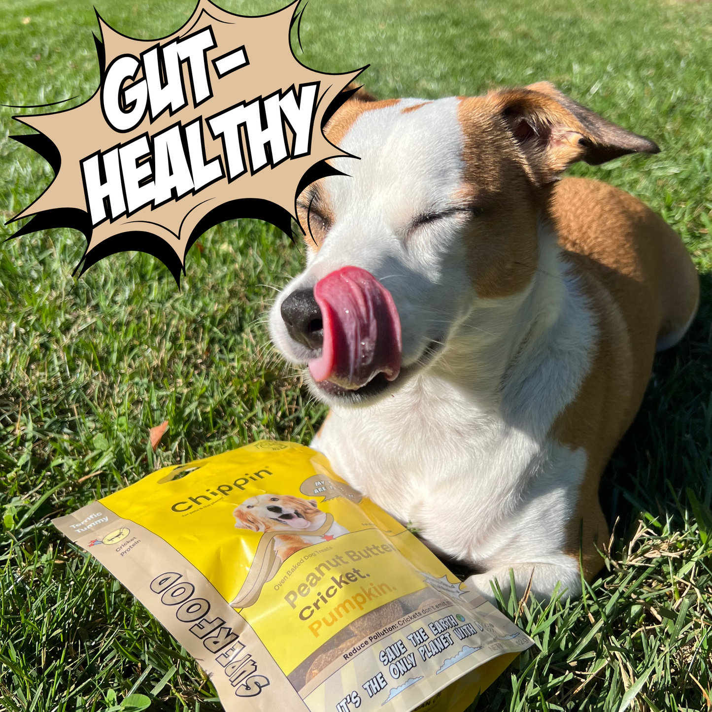 Crunchy Dog Biscuit Bundle, 4-Pack