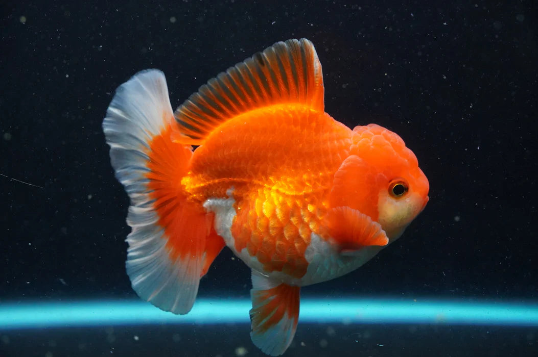 Pez dorado Oranda tailandés de 4 pulgadas