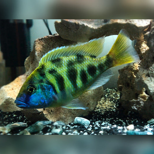 Cíclido Venustus
