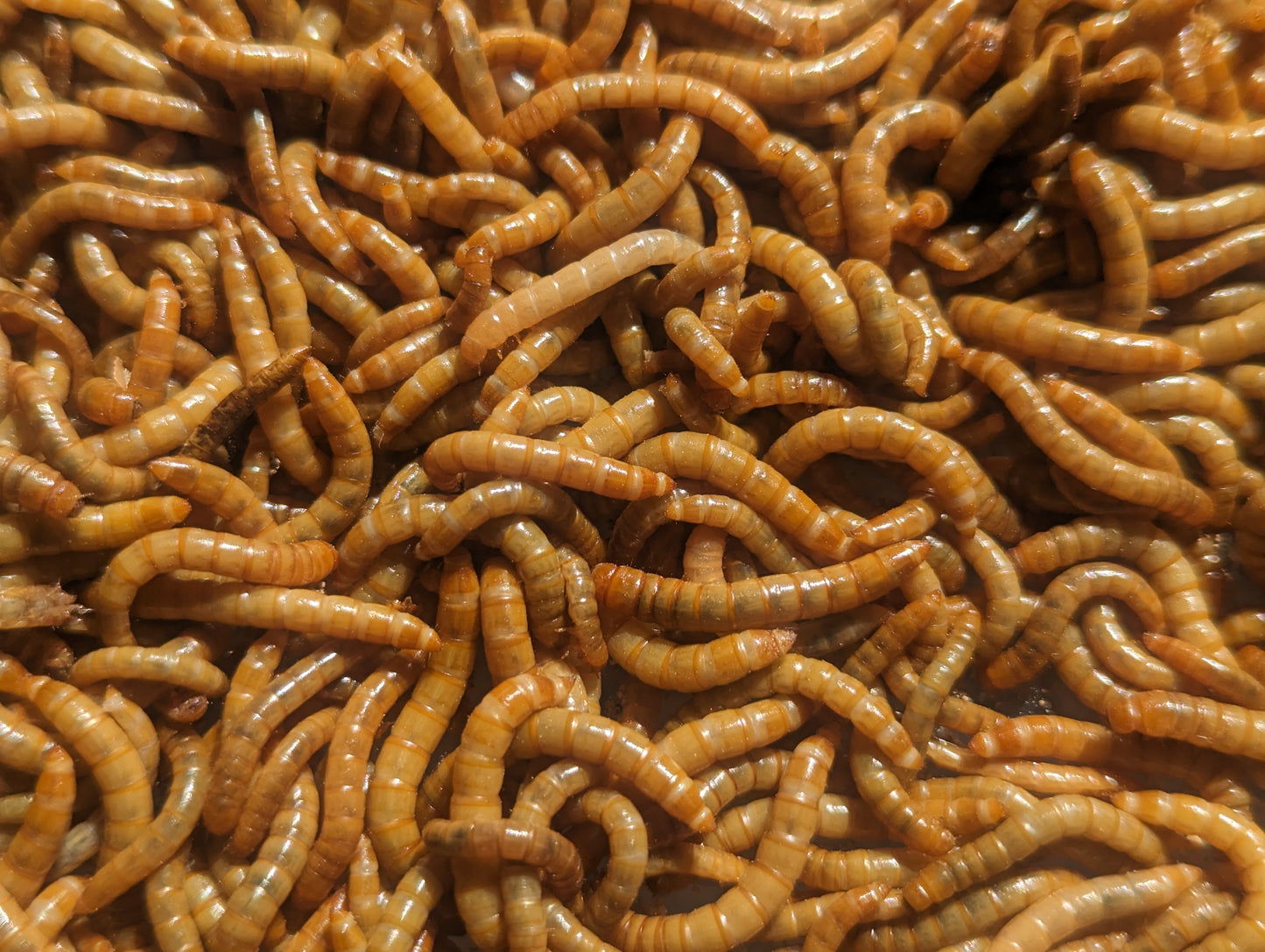 Gusanos de harina orgánicos vivos