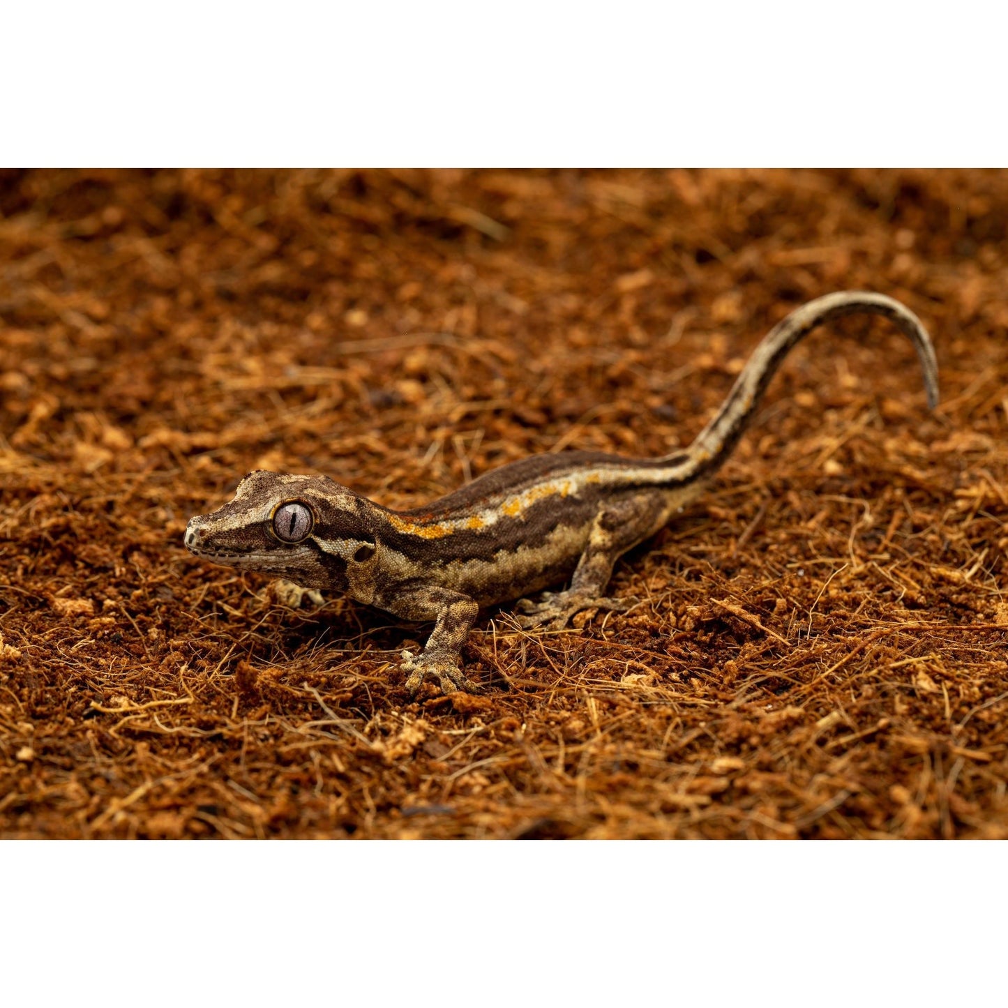 ReptiEarth Mezcla Fina de Fibra de Coco; Lista para Usar