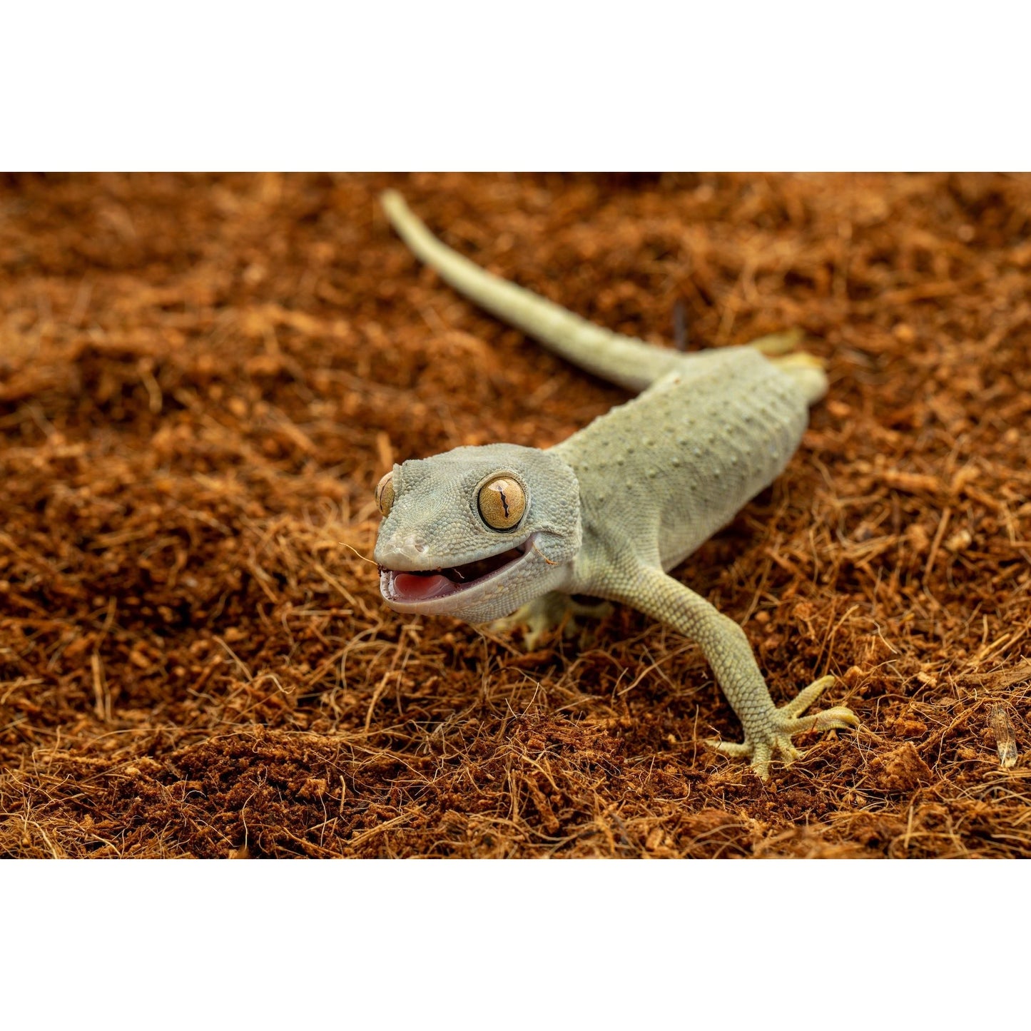 ReptiEarth Mezcla Fina de Fibra de Coco; Lista para Usar