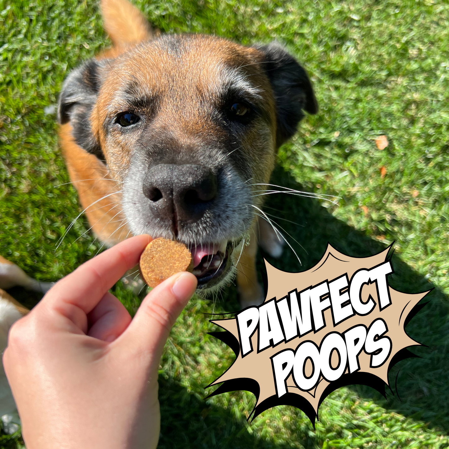 Crunchy Dog Biscuit Bundle, 4-Pack