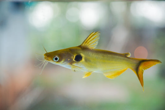 Bagre sol (Horabagrus brachysoma)