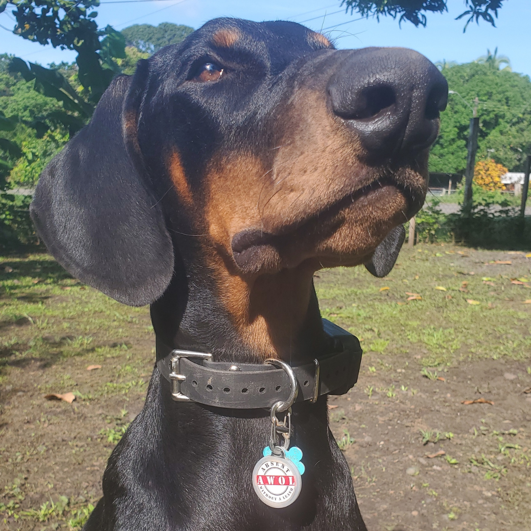 Etiqueta de identificación para mascotas PetHub QR – Ausente Sin Correa (AWOL)