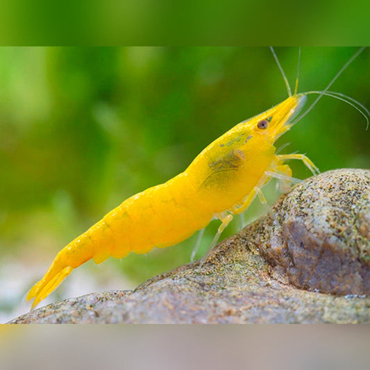 Camarón amarillo
