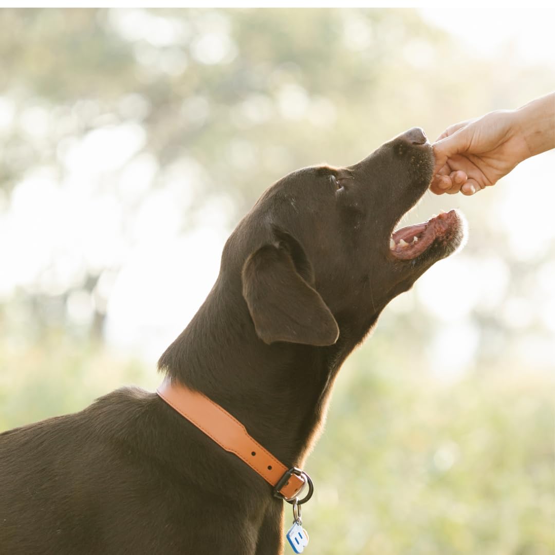 Premios Crujientes de Codorniz: Premios deshidratados gourmet para perros con carne y cáscara de codorniz | Premios saludables premium para el adiestramiento de perros | Ingredientes orgánicos para un paladar feliz