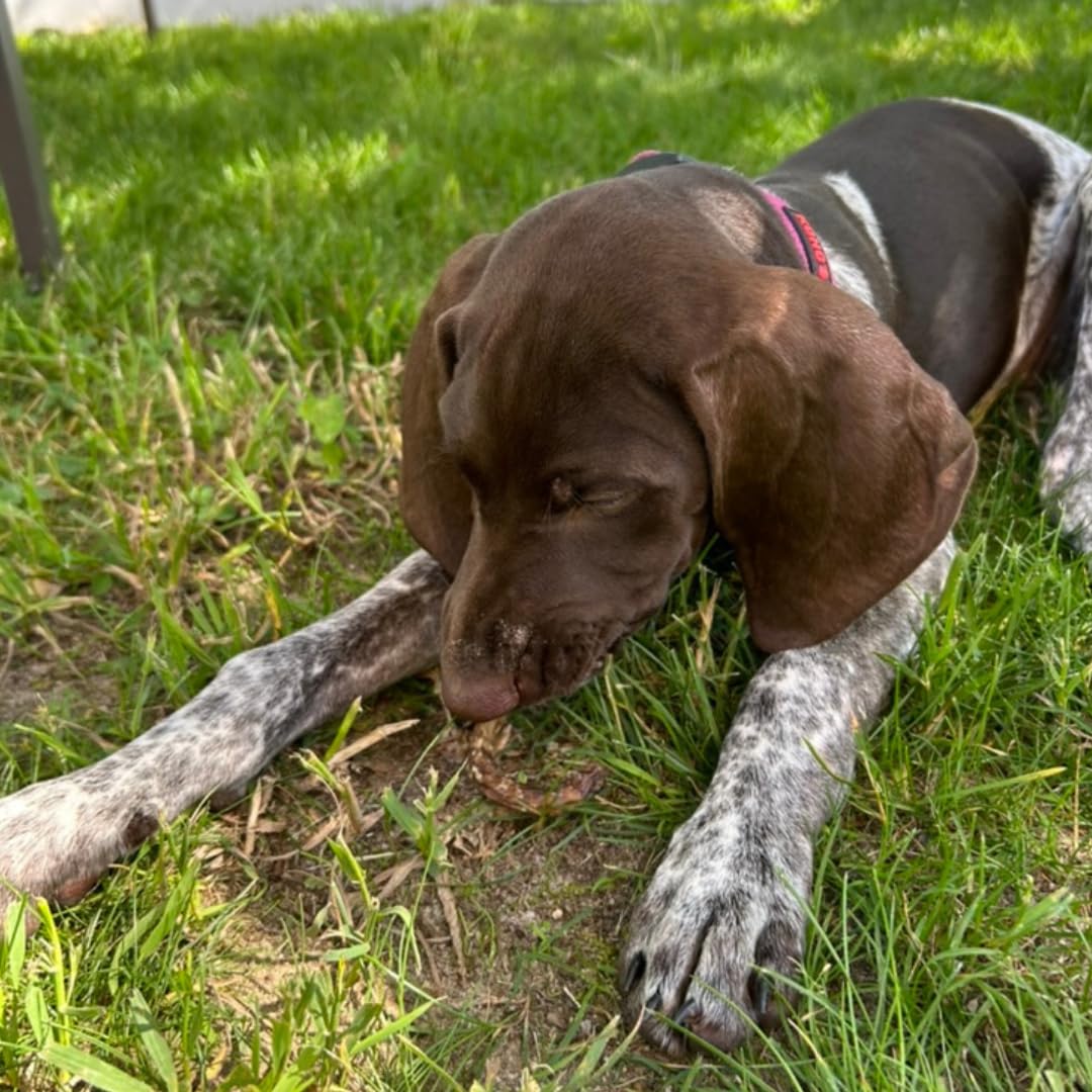 Premios para perros Quail Crunch Sticks, 10 unidades, espinas de codorniz, golosinas gourmet deshidratadas y saludables para entrenamiento de perros, sabores premium que promueven la salud dental, sin aditivos artificiales para mascotas felices.