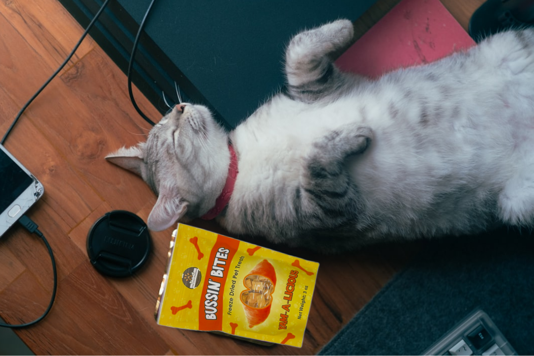 Friandises d'entraînement lyophilisées à ingrédient unique et de grande valeur pour chiens et chats - Patate douce