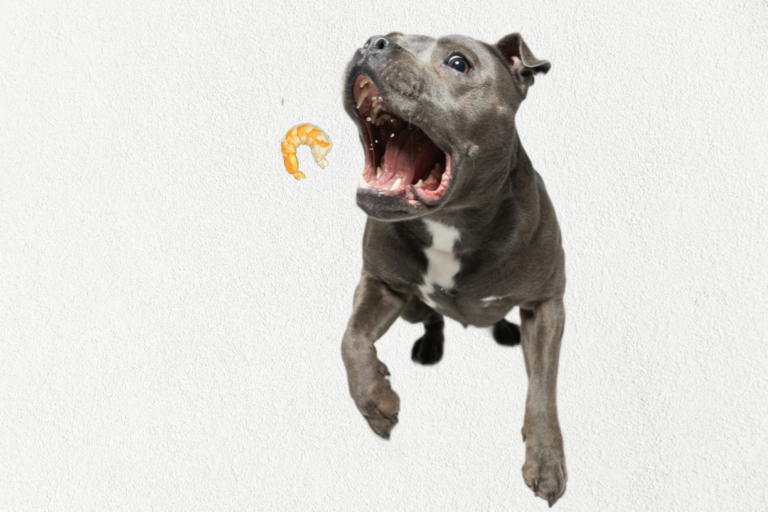 Golosinas de Entrenamiento Liofilizadas de Un Solo Ingrediente y Alto Valor para Perros y Gatos - Camarones