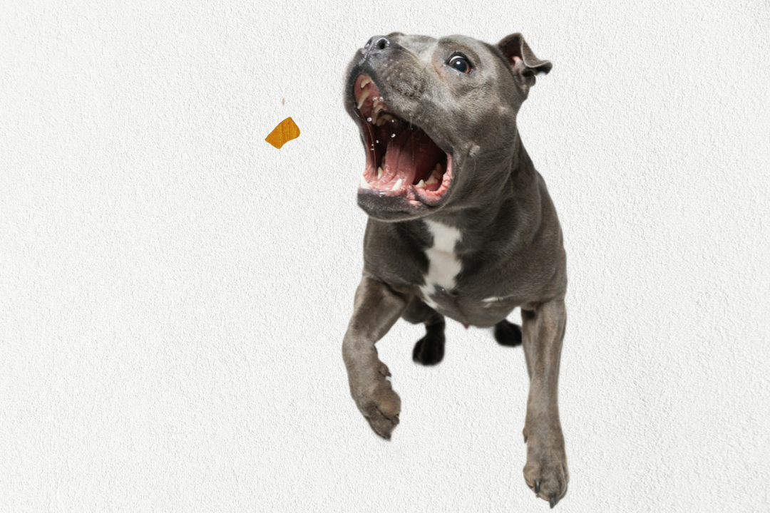 Friandises d'entraînement lyophilisées à ingrédient unique de haute valeur pour chiens et chats - Foie de bœuf