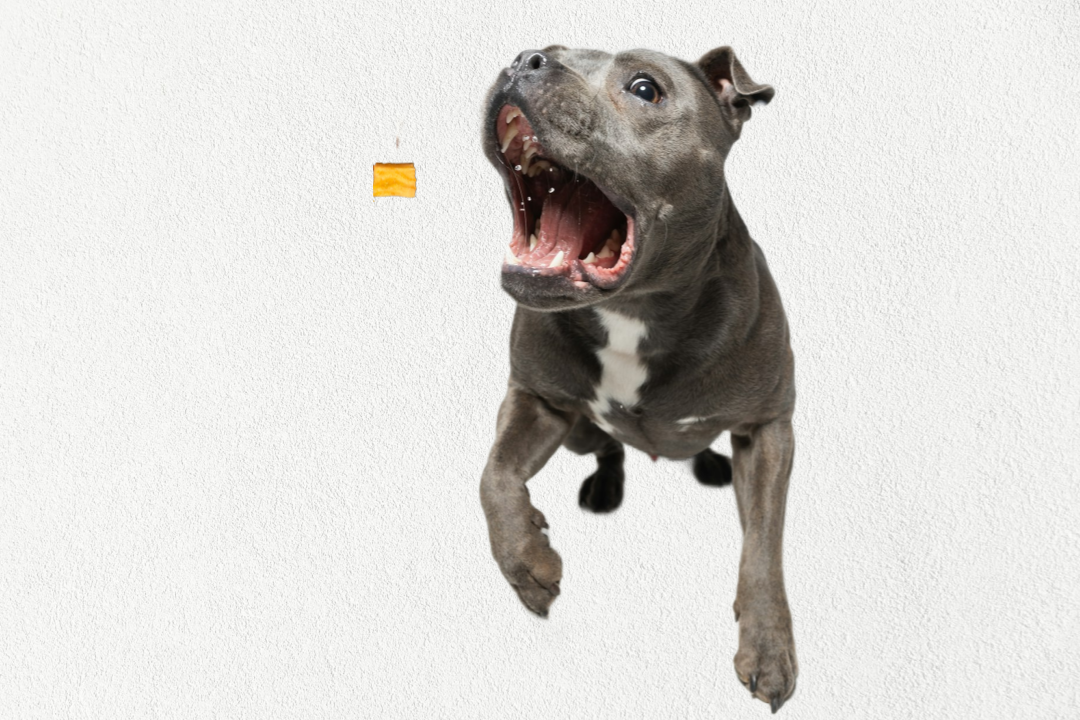 Friandises d'entraînement lyophilisées à ingrédient unique et de grande valeur pour chiens et chats - Patate douce