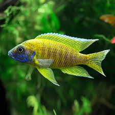 Cichlid paon jaune