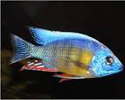 Cíclido de arrecife de Taiwán (Protomelas sp. "Steveni Taiwan")