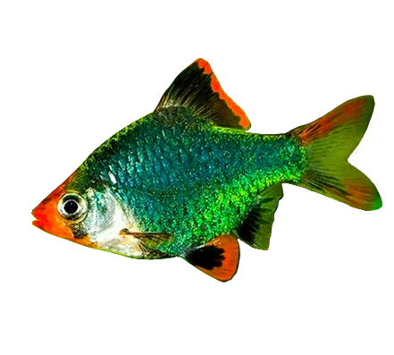 Barbo Tigre Verde