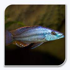 Cíclido Mbuna habitante de rocas - Cíclido africano oriental Compressiceps (Malawi Eyebiter)