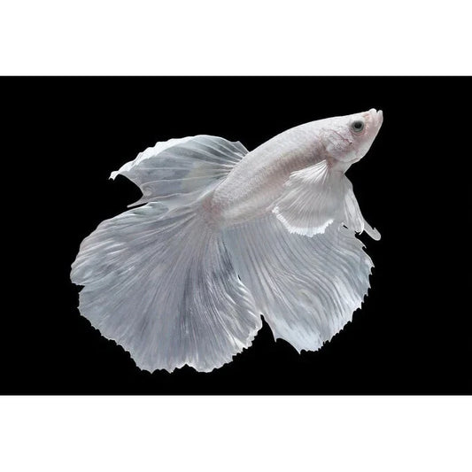 Betta Halfmoon Blanc (mâle)