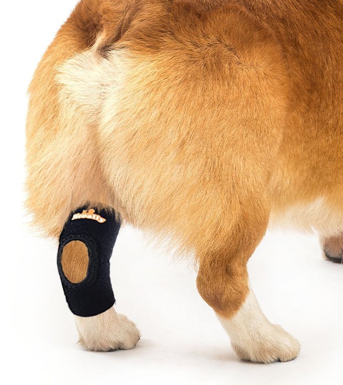 Attelle de soutien pour patte arrière de chien NeoAlly avec sangles réfléchissantes de sécurité pour petits chiens [Version courte]