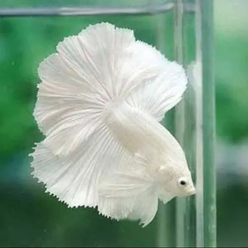 Betta Halfmoon Blanc (mâle)